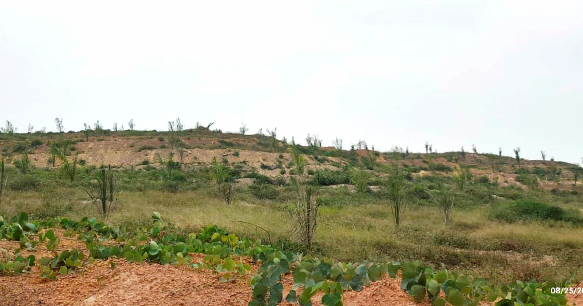 Felda Settlers Report Poor Oil Palm Seedlings to Anti-Corruption Body