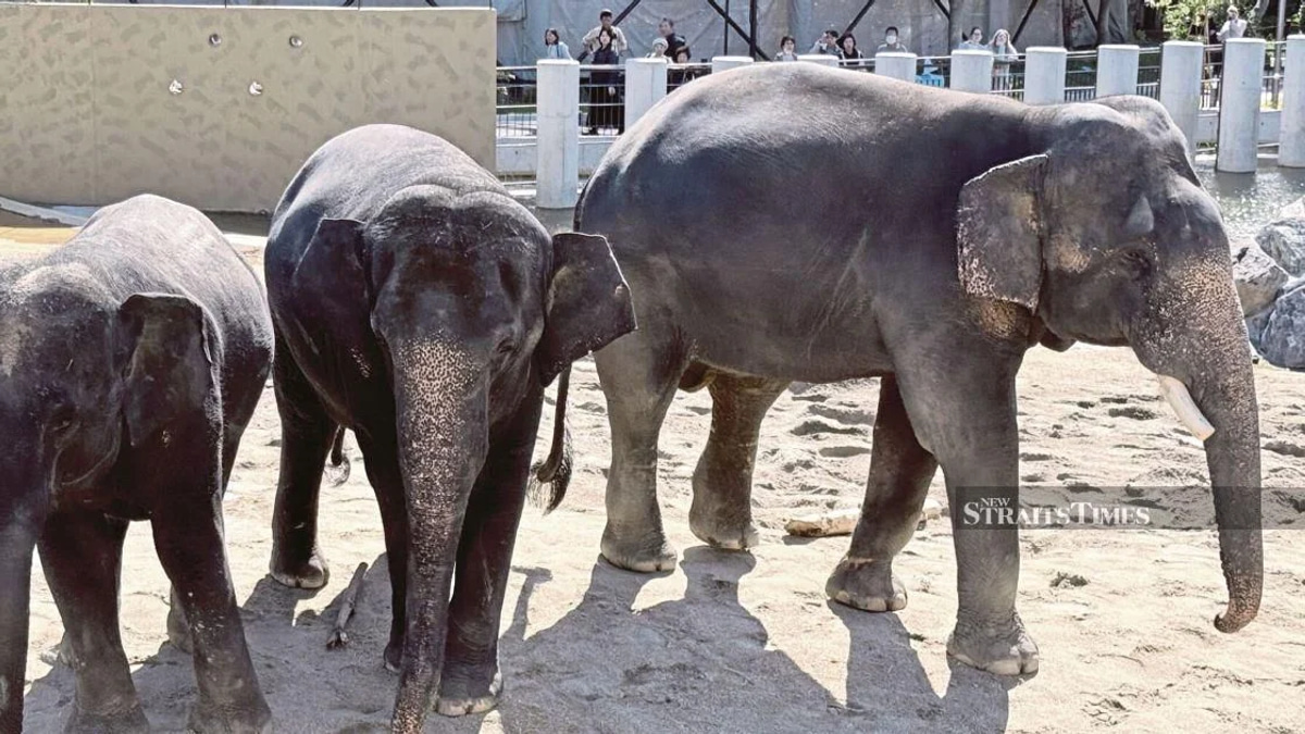 Wildlife group calls on MACC to investigate elephant transfer to Japanese zoo