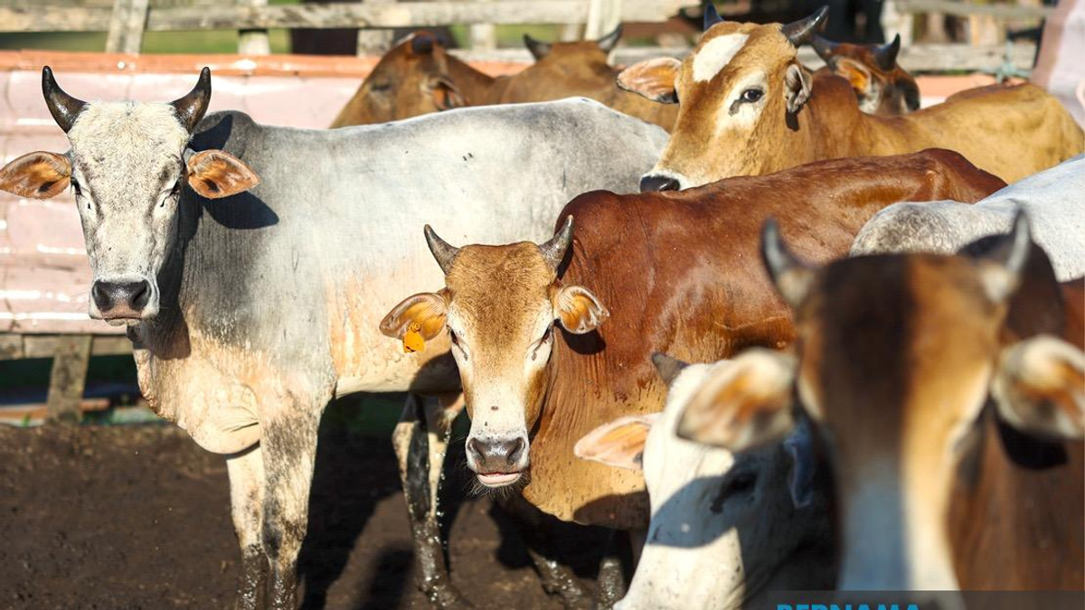 PM Anwar Donates Sacrificial Cow to Negeri Sembilan Media Practitioners for Aidiladha