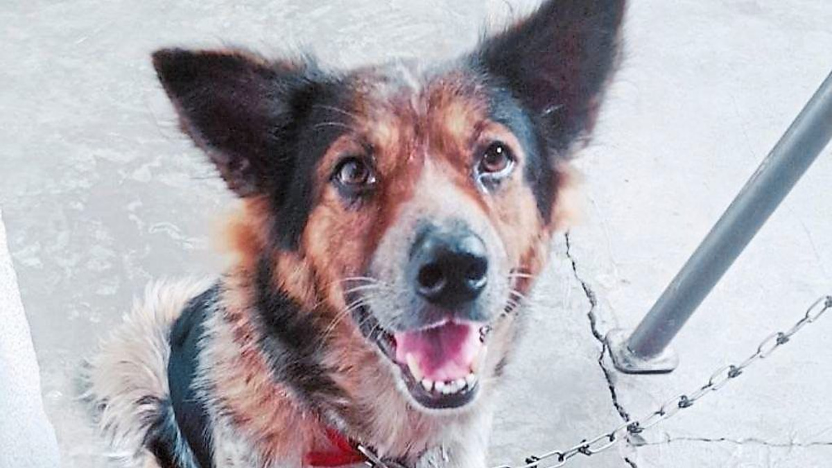 The Case for Emergency Veterinary Care: How Malaysia Fails Pet Owners in Crisis