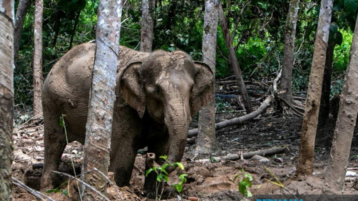 Orang Asli Villager Attacked by Elephant While Protecting Crops in Perak