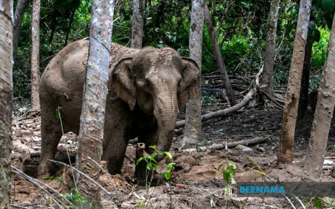 Orang Asli Villager Attacked by Elephant While Protecting Crops in Perak