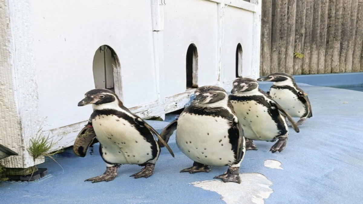 All Four Penguins at Japanese Zoo Dead From Avian Malaria