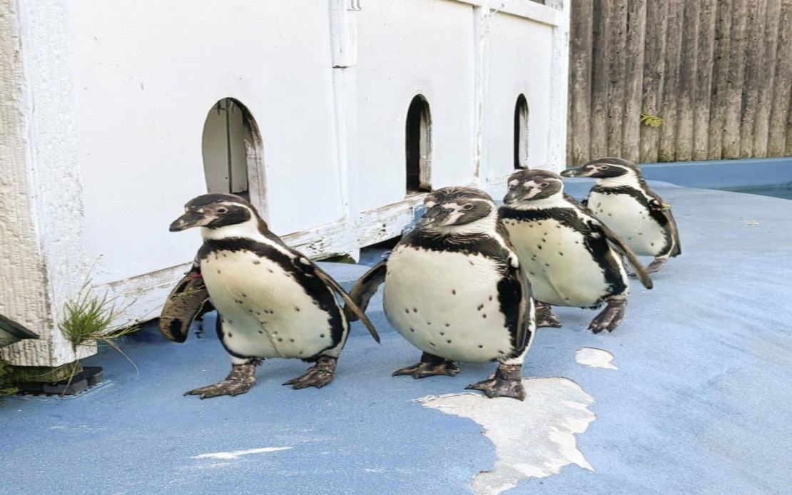All Four Penguins at Japanese Zoo Dead From Avian Malaria