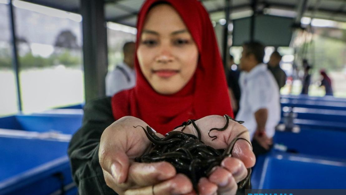 PTSS Bridges Education and Enterprise: Eel Farming Project Elevates Rural Communities