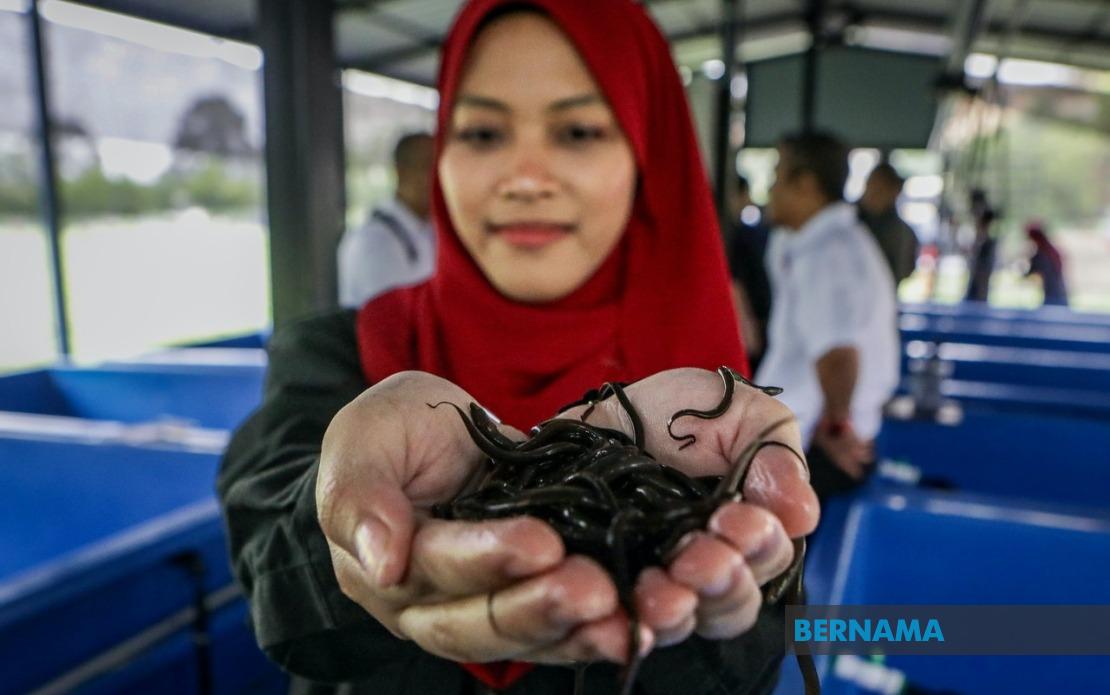 PTSS Bridges Education and Enterprise: Eel Farming Project Elevates Rural Communities
