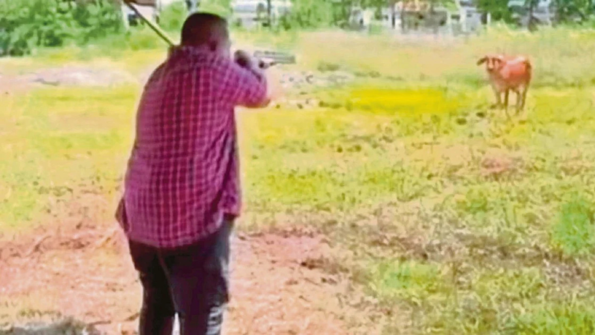 Perlis MB's shotgun licence verified after cow-shooting incident