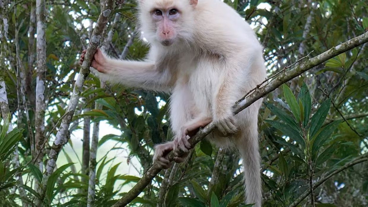 Philippines mobilises conservation effort for rare white macaque in Sultan Kudarat