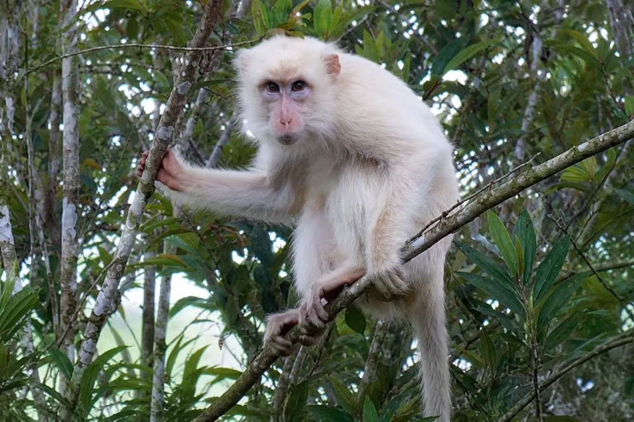 Philippines mobilises conservation effort for rare white macaque in Sultan Kudarat