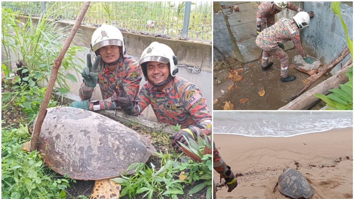 Melaka Firefighters Free Hawksbill Turtle Stuck in Drain at Tanjung Kling
