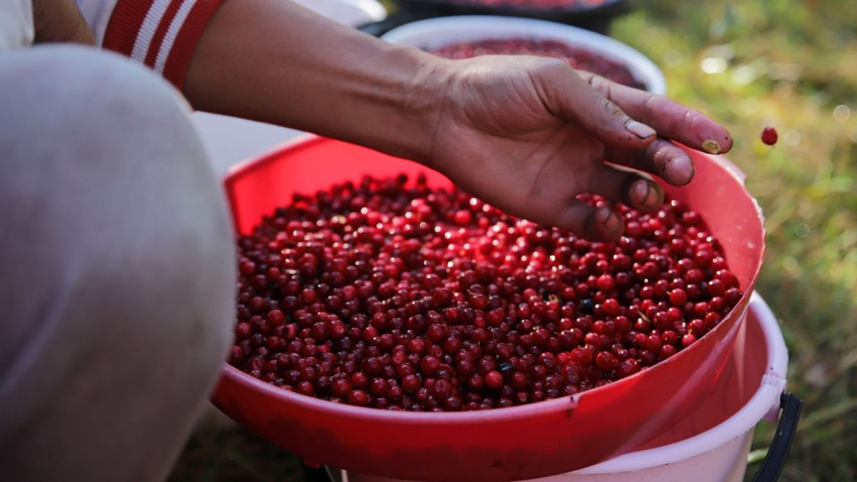 Finnish businessman jailed for trafficking Thai berry workers
