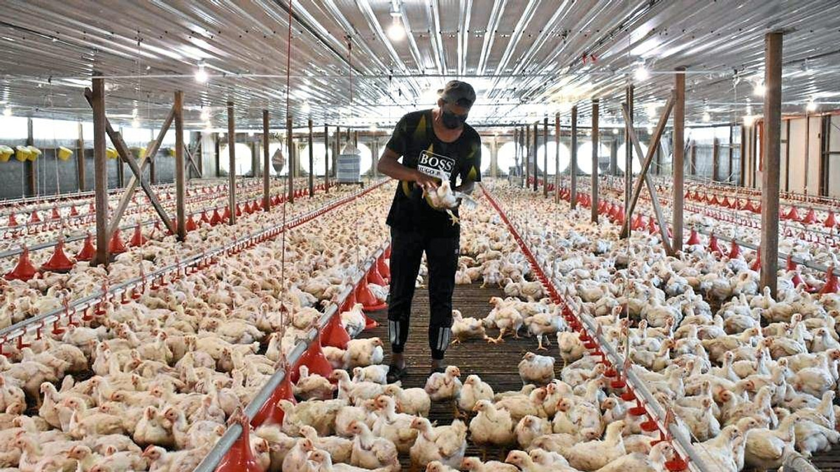 Can Malaysia Achieve Livestock Feed Self-Sufficiency?