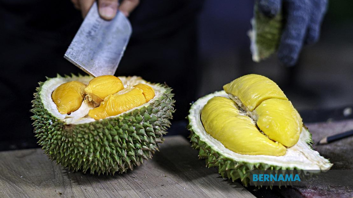 FAMA Ramps Up Durian Marketing Strategy As Penang Harvest Exceeds 18,000 Tonnes