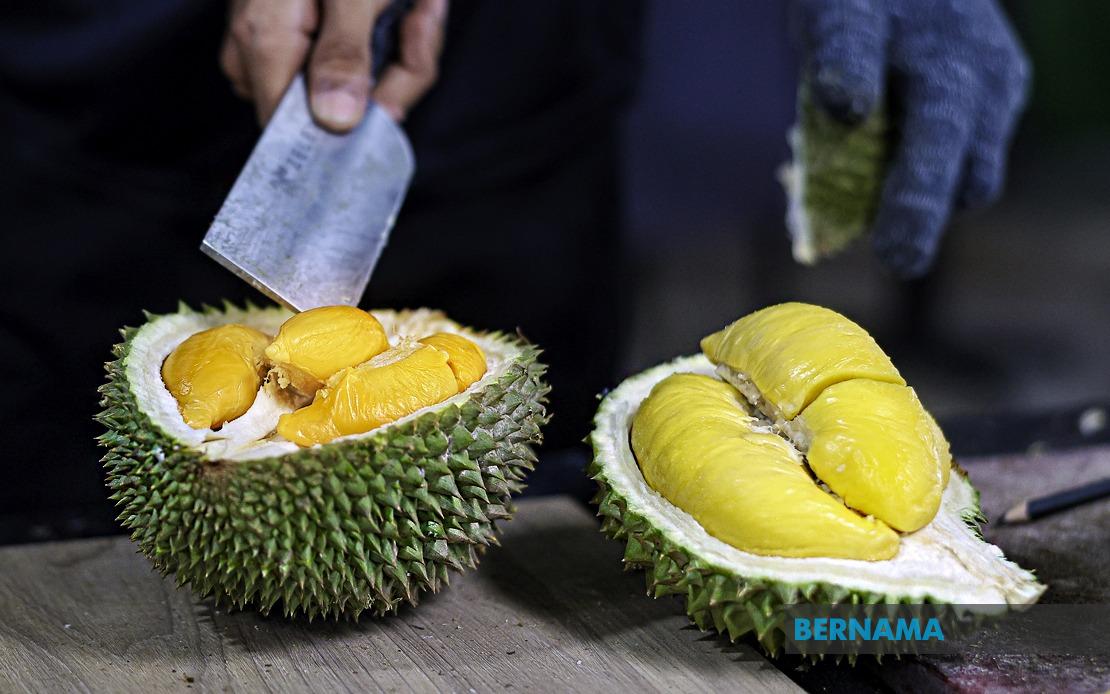FAMA Ramps Up Durian Marketing Strategy As Penang Harvest Exceeds 18,000 Tonnes