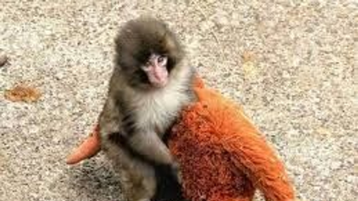 Japanese Zoo Mulls Photography Ban After Viral Monkey Punch Incident
