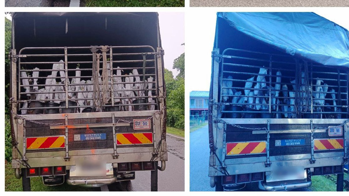 Two Held in RM85,000 Smuggled Plant Saplings Bust at Rantau Panjang
