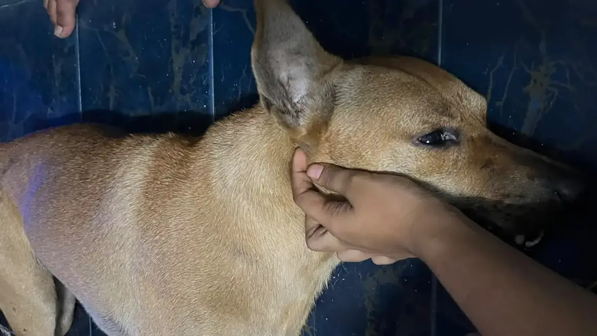Independent Investigation Into Dog's Death Crucial, Says Santiago; Avoid Scapegoating Owner