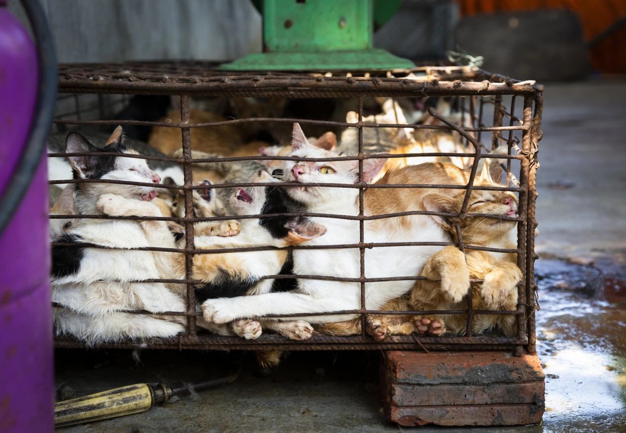 Superstition and Tradition Drive Brutal Cat Meat Trade Across Indochina