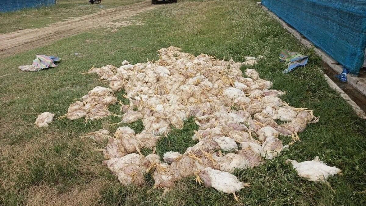 Cambodia battery recycling fire kills thousands of chickens, sparks environmental enforcement