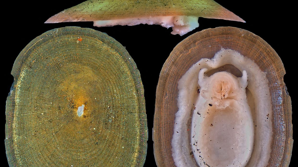 Deep-sea mining puts half of vent-dwelling molluscs at extinction risk, warns IUCN