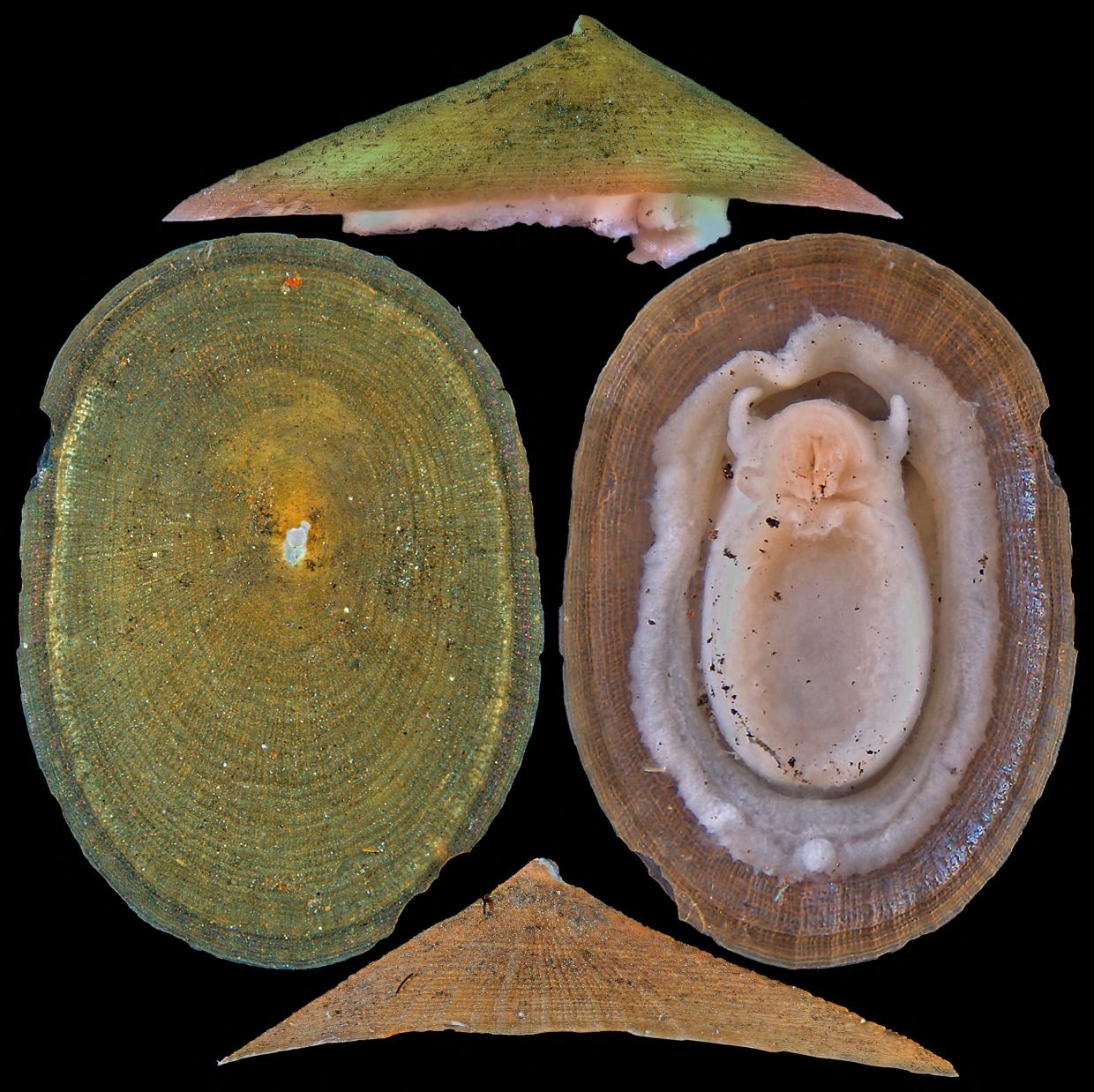 Deep-sea mining puts half of vent-dwelling molluscs at extinction risk, warns IUCN