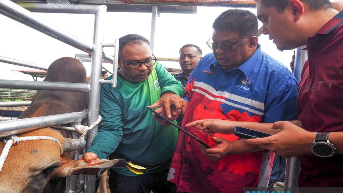 Melaka Deploys QR Tag System to Track Livestock and Combat Stray Animal Crisis