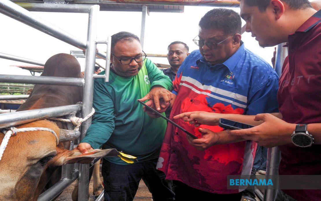 Melaka Deploys QR Tag System to Track Livestock and Combat Stray Animal Crisis