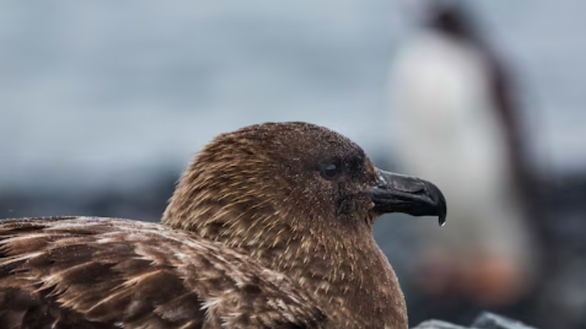 New Zealand Confirms First H5N1 Case as Bird Flu Reaches Pacific, Sparking Extinction Fears