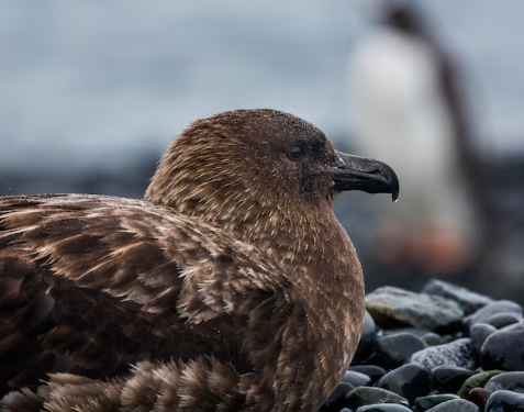New Zealand Confirms First H5N1 Case as Bird Flu Reaches Pacific, Sparking Extinction Fears