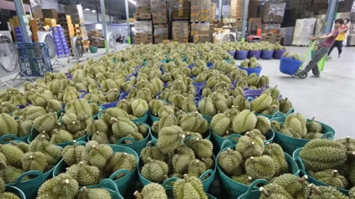 Vietnam's Durian Export Scandal Deepens as Deputy Agriculture Minister Detained on Bribery Charges