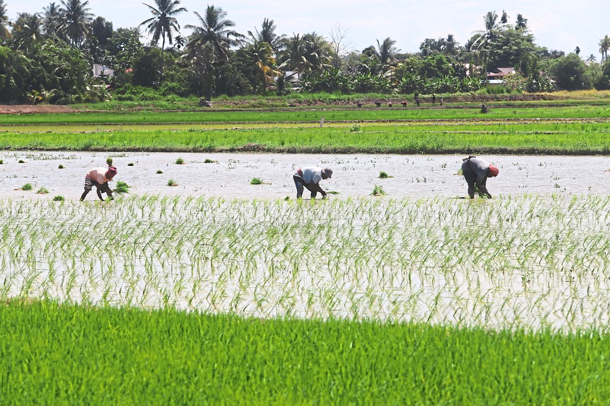Malaysia Shields Food Prices From Middle East Turmoil Through Strategic Subsidies and Long-Term Productivity Plans