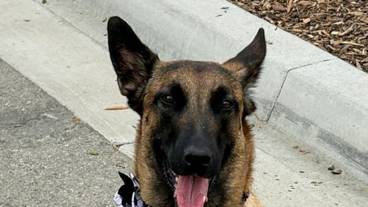 Canine Security Forces Deployed Across North America for World Cup Tournament