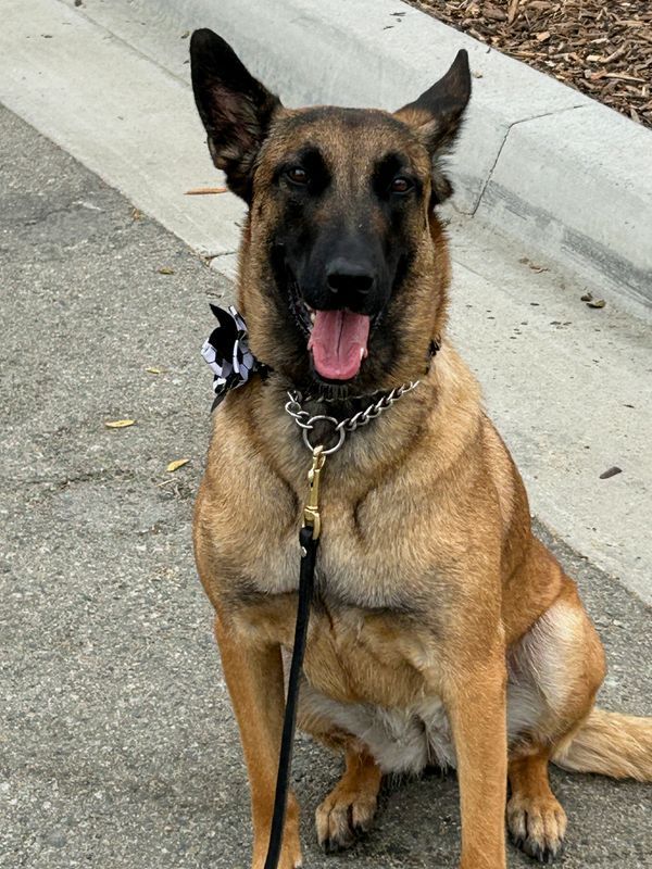 Canine Security Forces Deployed Across North America for World Cup Tournament
