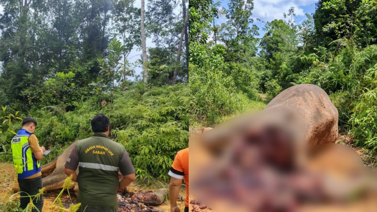 Bornean Elephant Found Brutally Slain in Sabah Forest Reserve