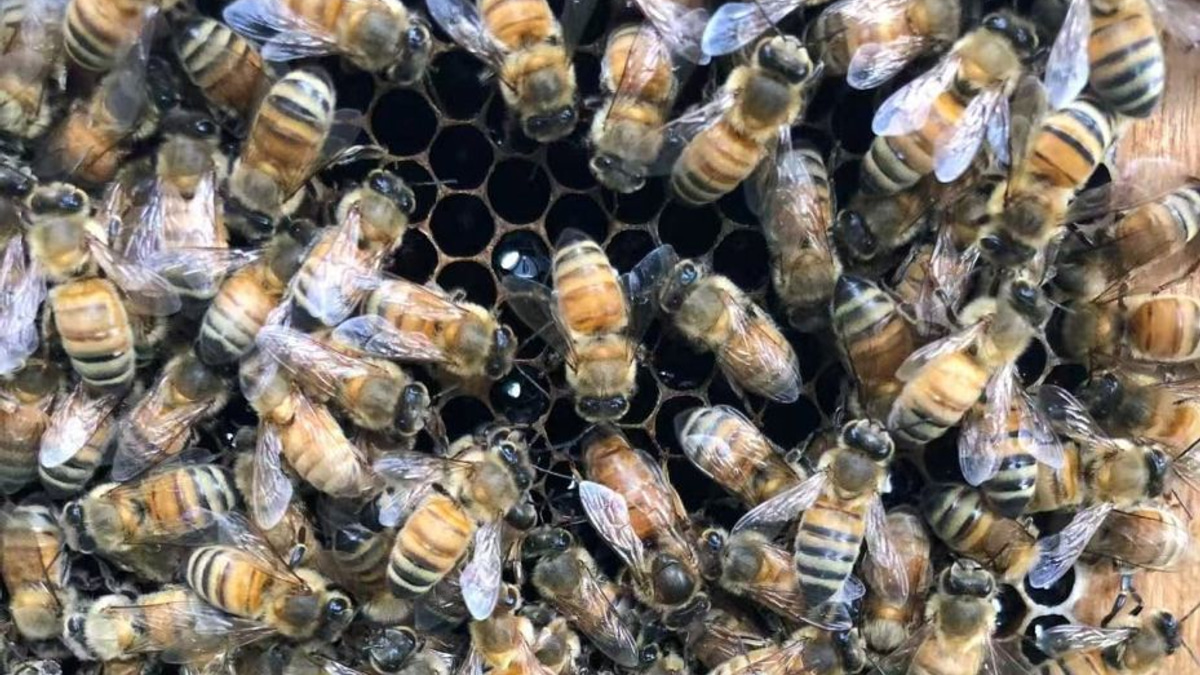 The Royal Chamber: How Honeybees Engineer a Queen Through Architecture and Chemistry