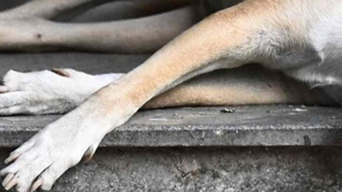 Police Question Klang Council Officers Over Death of Stray Dog During Capture Operation