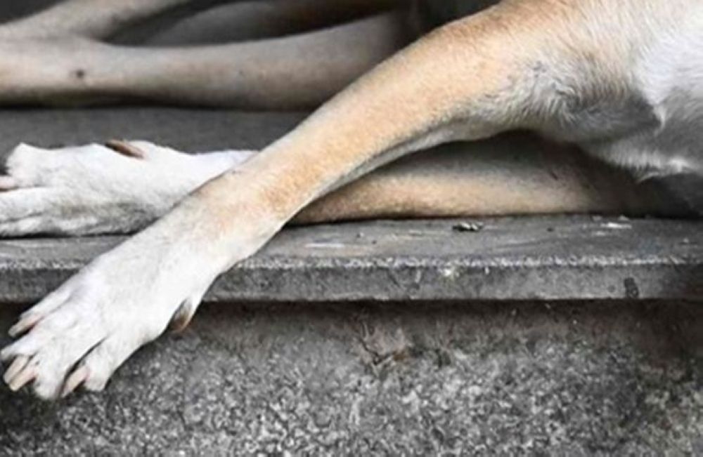 Police Question Klang Council Officers Over Death of Stray Dog During Capture Operation