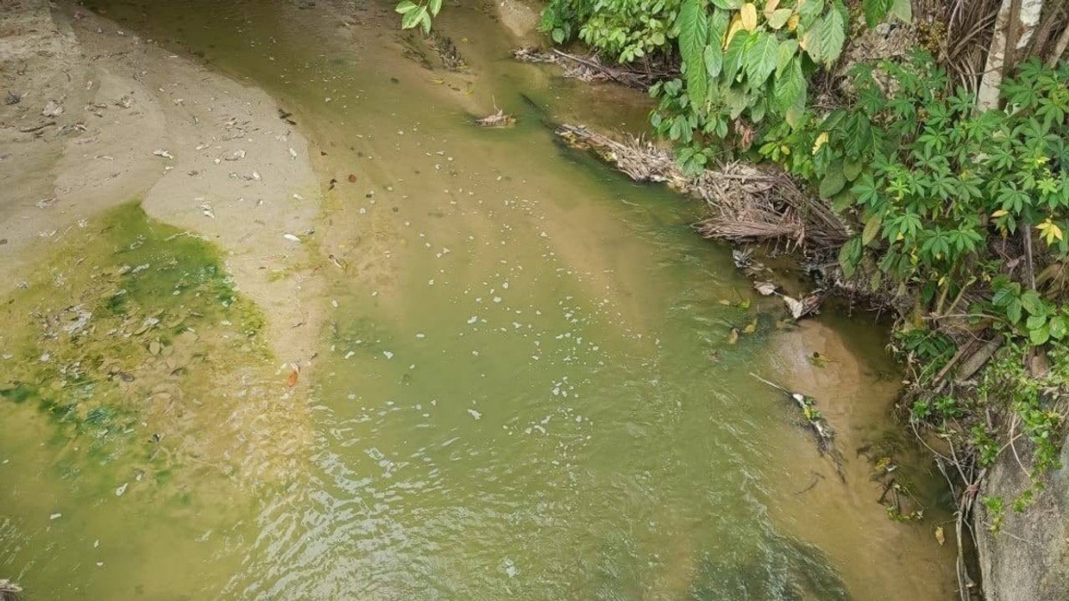 Algae Bloom, Not Pollution, Behind Pertang River's Green Waters, Says N. Sembilan Fisheries Department