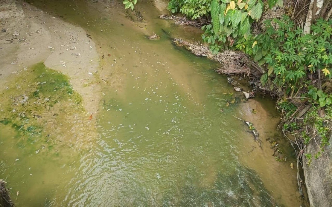 Algae Bloom, Not Pollution, Behind Pertang River's Green Waters, Says N. Sembilan Fisheries Department