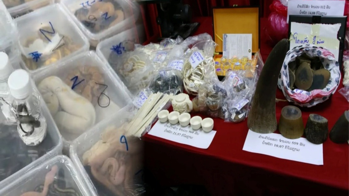 Laos Dismantles Major Wildlife Smuggling Operation, Rescues Nearly 300 Animals