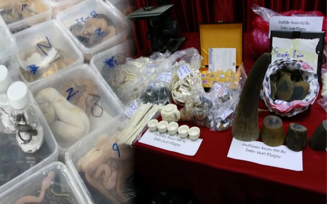 Laos Dismantles Major Wildlife Smuggling Operation, Rescues Nearly 300 Animals